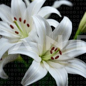 Lily Flowers - 000018