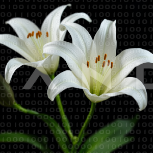 Lily Flowers - 000019