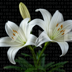 Lily Flowers - 000022