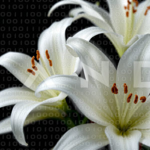 Lily Flowers - 000024