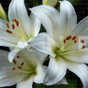 Lily Flowers - 000026