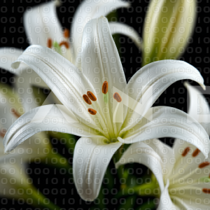 Lily Flowers - 000038