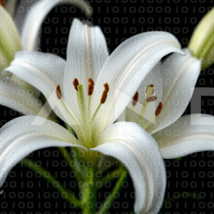 Lily Flowers - 000040