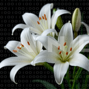 Lily Flowers - 000042