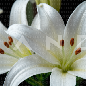 Lily Flowers - 000044