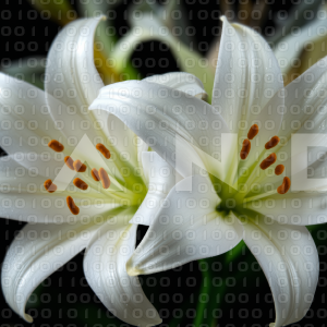 Lily Flowers - 000046