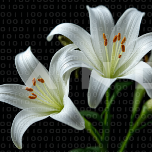 Lily Flowers - 000048