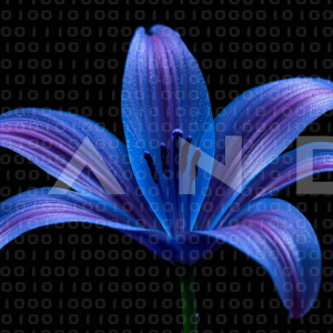 Lily Flowers - 000062