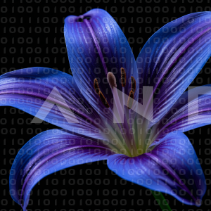 Lily Flowers - 000063