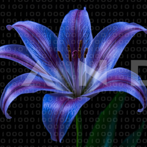 Lily Flowers - 000064