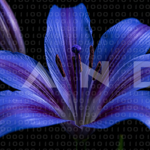 Lily Flowers - 000065