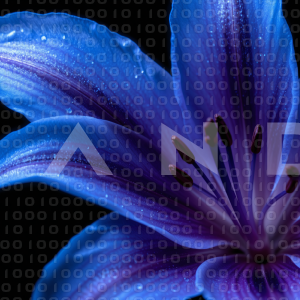 Lily Flowers - 000066