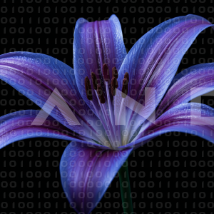 Lily Flowers - 000067