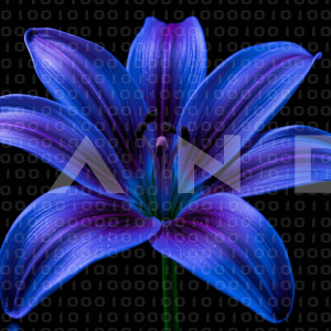 Lily Flowers - 000069