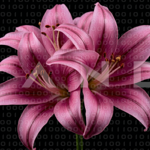 Lily Flowers - 000081