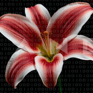 Lily Flowers - 000100