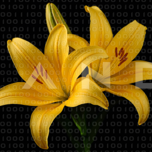 Lily Flowers - 000104