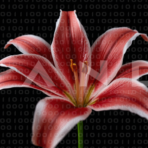 Lily Flowers - 000102