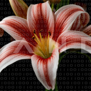 Lily Flowers - 000099