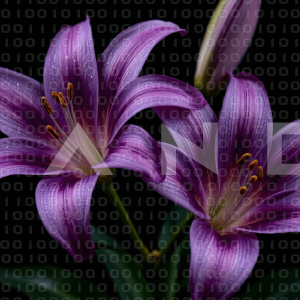 Lily Flowers - 000004