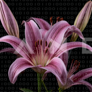 Lily Flowers - 000086