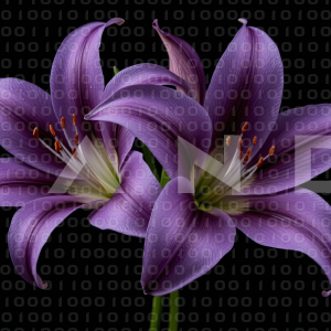 Lily Flowers - 000006