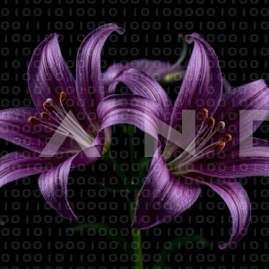 Lily Flowers - 000007