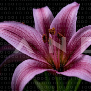 Lily Flowers - 000089