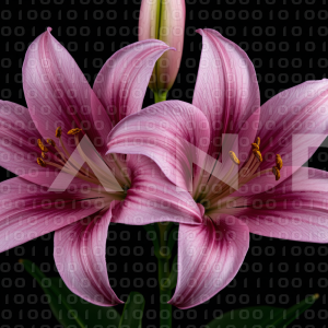 Lily Flowers - 000091