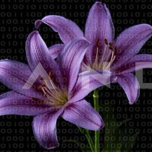 Lily Flowers - 000009