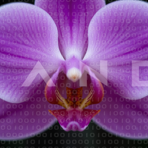 Orchid Flower - 000024