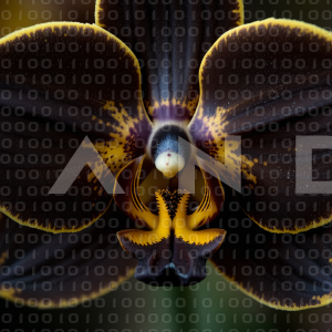 Orchid Flower - 000007