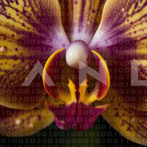 Orchid Flower - 000013