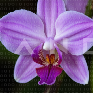 Orchid Flower - 000028
