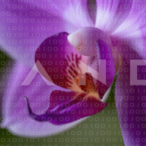 Orchid Flower - 000032