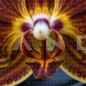 Orchid Flower - 000020