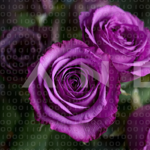 Rose Flowers - 000131