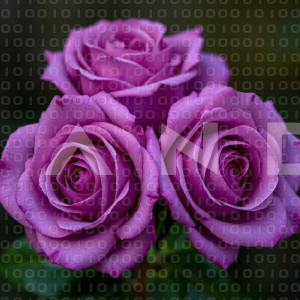 Rose Flowers - 000133