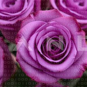 Rose Flowers - 000135