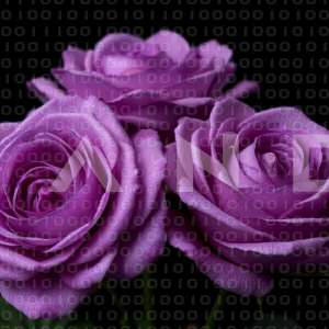 Rose Flowers - 000144