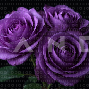 Rose Flowers - 000145