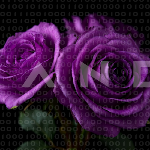 Rose Flowers - 000153