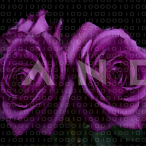 Rose Flowers - 000154