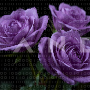 Rose Flowers - 000155