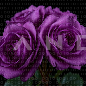 Rose Flowers - 000162