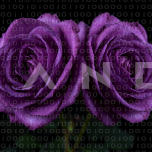 Rose Flowers - 000164