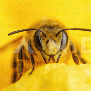 Bee - 000042